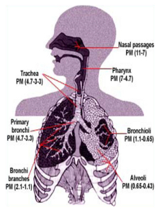 A PM mérete az expozíció szempontjából is fontos, mert a PM10 a hörgőkbe (bronchus), a PM2,5 a hörgőcskékbe (bronchiolus) és a léghólyagocskákba (alveolus) is eljut.